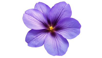 purple flower isolated on transparent background cutout