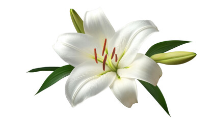 Fototapeta premium white lily flower isolated on transparent background cutout