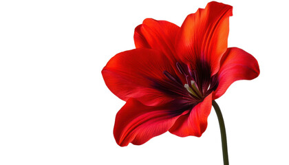 red flower isolated on transparent background cutout