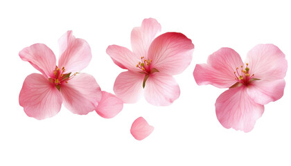 flying pink blossom flowers isolated on transparent background cutout