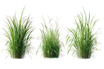  Set of Celtica Gigantea Grass - Tall ornamental grasses isolated on transparent background