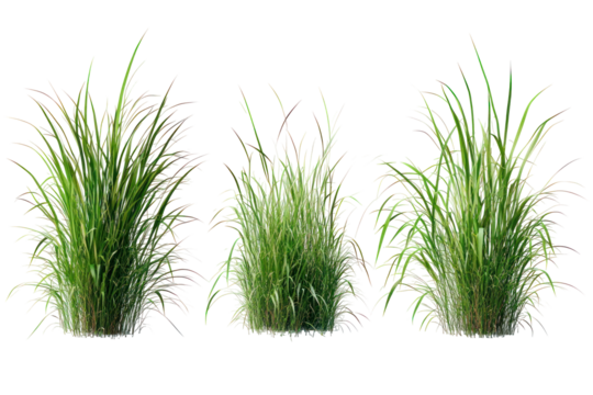  Set of Celtica Gigantea Grass - Tall ornamental grasses isolated on transparent background