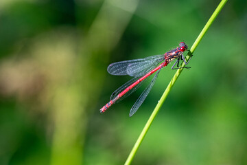 Libelle (Kleinlibelle)