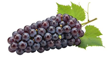 Obraz premium Isolated Bunch of Dark Grapes