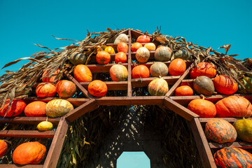 Rows of Pumpkins on wooden boards on the roof of pumpkin house. Halloween, Thanksgiving, Autumn,...