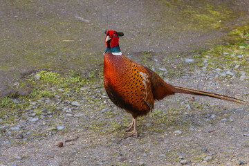 Male Common Pheasant on a path