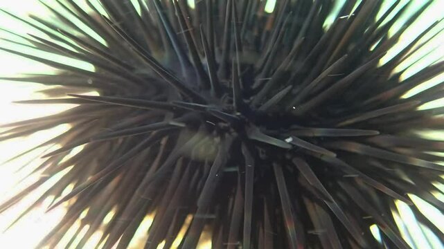 urchin, sea, sea urchin, animal, black, underwater, marine, black sea urchin, mediterranean sea, food, ocean, nature, isolated, life, wildlife, echinus, summer, echinodermata, seafood, water, natural.