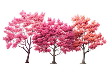 Obraz premium Set of Cornus Florida Trees - Group of flowering dogwood trees with lush green foliage on transparent background