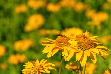 Vibrant yellow flowers in sunlit meadow. Heliopsis helianthoides, rough oxeye, smooth oxeye, false sunflower
