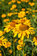 Vibrant yellow flowers in sunlit meadow. Heliopsis helianthoides, rough oxeye, smooth oxeye, false sunflower