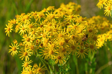 Vibrant yellow wildflowers with pollinating bee in sunlit meadow. Jacobaea erucifolia, the hoary ragwort