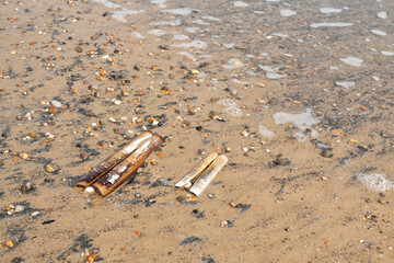 Razor clams shells on the shore of sandy beach © Lucia Tieko