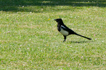 Pie bavarde pose dans la prairie.