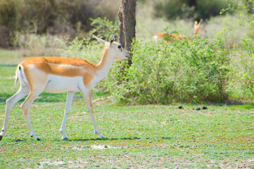 State animal of Rajasthan that is Chinkara or Indian Gazelle walking through the dry grasslands...
