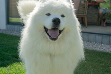 Happy samoyed dog smiling and looking at camera in a backyard, concept of pets care, animal friends, family