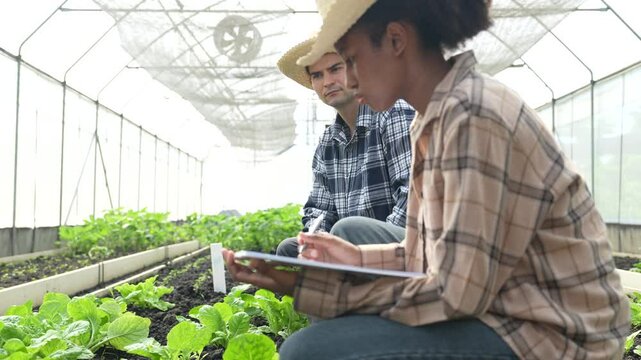 VDO 4K Young adult working in greenhouse picking fresh organic chard form field