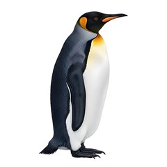 Obraz premium Penguin standing alone on white background in cold Antarctic wildlife scene