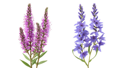 Fototapeta premium Set of Veronica Teucrium and Veronica Gentianoides - Frontal view of flowering Veronica plants on transparent background