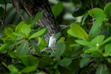 The collared kingfisher is perched in the Vietnamese jungle. A mangrove kingfisher holding its prey in its beak. A kingfisher with a blue back and a white belly.