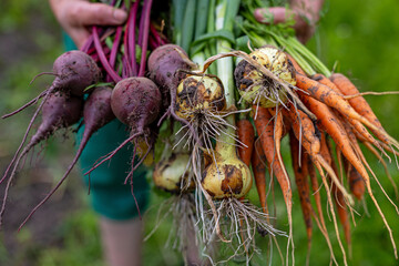 Freshly Harvested Root Vegetables from Garden. Close-up of a person holding bunches of freshly dug...