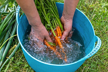 Washing Freshly Harvested Carrots in Water Bucket. Close-up of hands washing freshly picked carrots...