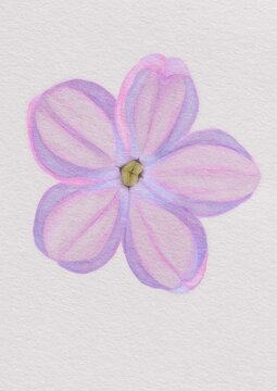 Purple and Pink Watercolor Flower Illustration, Elegant watercolor illustration of a delicate purple and pink flower with soft petals. Ideal for wedding invitations, feminine branding, greeting cards,