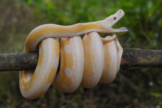 Albino python on tree trunk