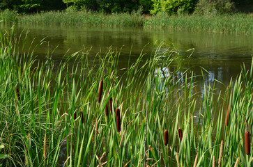 Pond with reeds and cattails under the sunlight