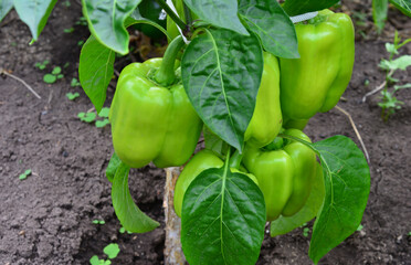 lots of Green Bell Peppers Growing in a Garden on the plant