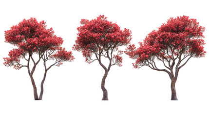  Set of Hylotelephium Erythrostictum - Cluster of Hylotelephium erythrostictum (Stonecrop) succulent plants on transparent background