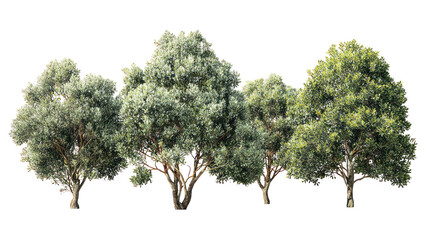  Set of Ilex Aquifolium Trees - Group of English holly (Ilex aquifolium) trees with glossy green leaves on transparent background