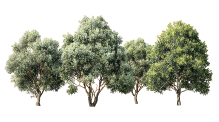  Set of Ilex Aquifolium Trees - Group of English holly (Ilex aquifolium) trees with glossy green leaves on transparent background