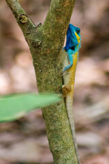Blue-crested lizard, Indo-Chinese forest lizard, Calotes mystaceus, Vietnam
