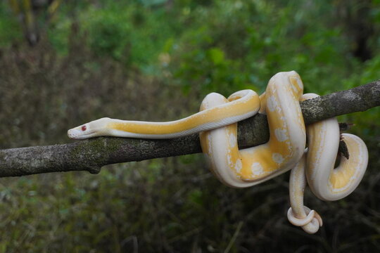 Albino python on tree trunk