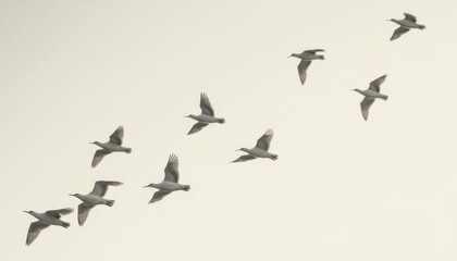 Obraz premium shadow of a flock of birds flying in synchrony across a neutral background