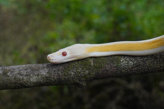 Albino python on tree trunk