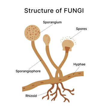 Illustrated Fungi Structure with Spores and Hyphae on White Background