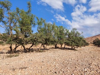 Argan trees scattered across the Souss plain in central Morocco, set against the majestic backdrop...