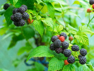 Bunch of ripe Black raspberries (Rubus occidentalis L.) growing on stem in garden. Detail of fresh fruits with green leaves. Organic farming, healthy food, BIO viands, back to nature concept.