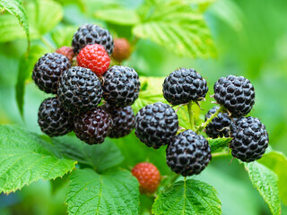Close-up of growing ripe Black raspberries (Rubus occidentalis L.) on stem in garden. Detail of fresh fruit with green leaves. Organic farming, healthy food, BIO viands, back to nature concept.