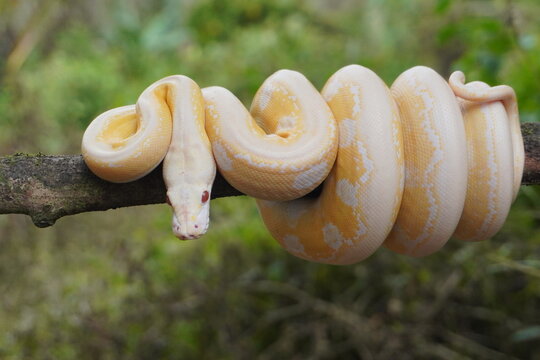 Albino python on tree trunk