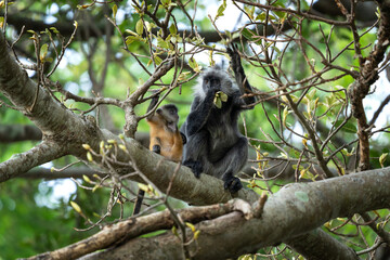 The Indochinese silvered langur with the orange baby on the tree. Silvered langurs in the Vietname's forest. Wild monkeys in Vietnam. 