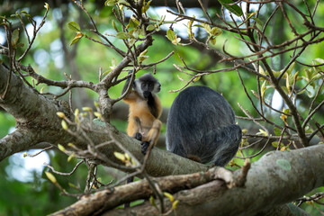 The Indochinese silvered langur with the orange baby on the tree. Silvered langurs in the Vietname's forest. Wild monkeys in Vietnam. 
