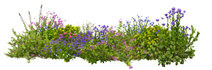 3D render of flowering shrubs on a transparent background	
