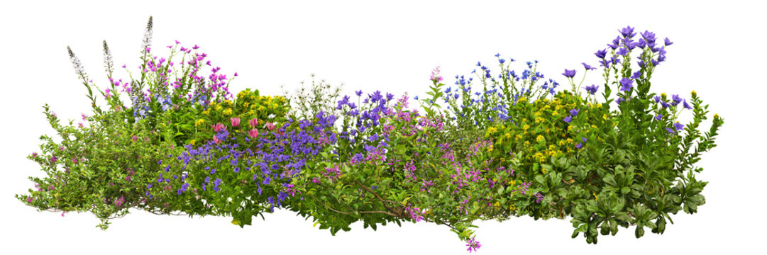 3D render of flowering shrubs on a transparent background	