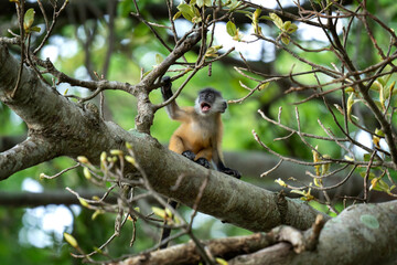 The Indochinese silvered langur with the orange baby on the tree. Silvered langurs in the Vietname's forest. Wild monkeys in Vietnam. 