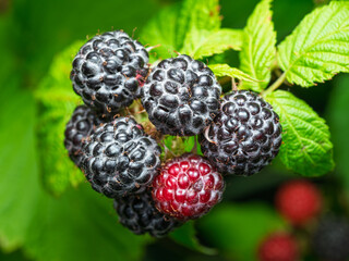 Close-up of growing ripe Black raspberries (Rubus occidentalis L.) on stem in garden. Detail of fresh fruit with green leaves. Organic farming, healthy food, BIO viands, back to nature concept.