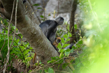 The Indochinese silvered langur with the orange baby on the tree. Silvered langurs in the Vietname's forest. Wild monkeys in Vietnam. 
