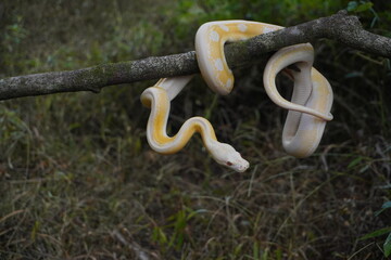 Albino python on tree trunk
