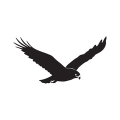 Obraz premium Black silhouette of a hawk in flight with wings spread wide isolated on white background silhouette